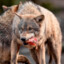 Terrorwolf