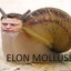 Elon Mollusk