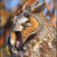 ferocious_owl
