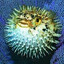blewfish