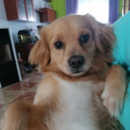 elenahinojosacalamonte