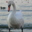 SWAN