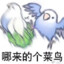 胆小鱼