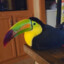 toucan