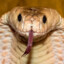 Cobraq