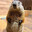 Marmot_Lover88