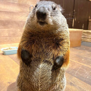 Marmot_Lover88