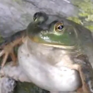 EinfachNurNoah avatar