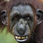 Chimp