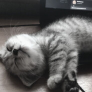 𝙠𝙖𝙯𝙪𝙤𝙢𝙡