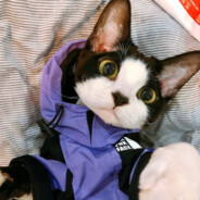 不是我喜欢的屠夫 直接偷跑