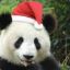 Christmas Panda