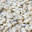 thirty two oysters