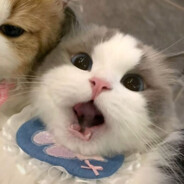 文静内向大黑狗