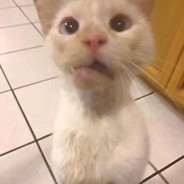 Blue Eyes White Dragon