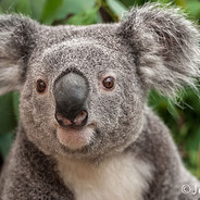 koala