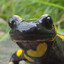 Salamander