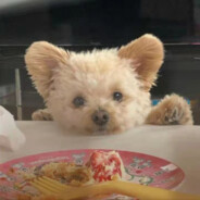 泡泡泡泡茶壶qvq