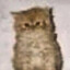 LOBOTOMIT