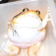 🍀EbAnYtblUI_Pealist🍀