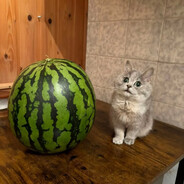 дожить до 13