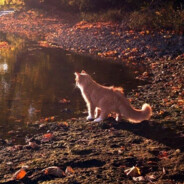 Сак Дик Хун