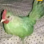 Lorito