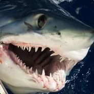 你长得好像个龟