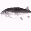 Rotierender Fisch