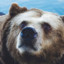 kuma