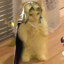 Ty_17