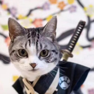 国服顶级自由人