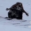 ЛЫСЫЙ НИКИТА
