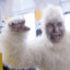 Fekalny Yeti