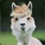 Señor Alpaca