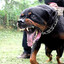 Rotty