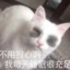 老猫蛋卷's avatar