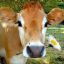The Cow is back!!!