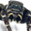 tarantula necmi