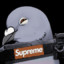 just a tame pigeon