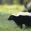 SkunkFart