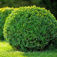 THE SHRUB