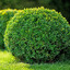 THE SHRUB