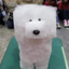 square dawg