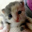 kit-kat