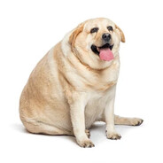 выживший в Черноб