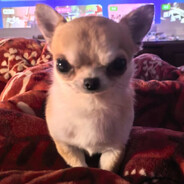 minmin Steam avatar