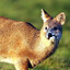 cwdeer
