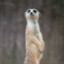 Meerkat