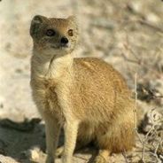 Pasha1g